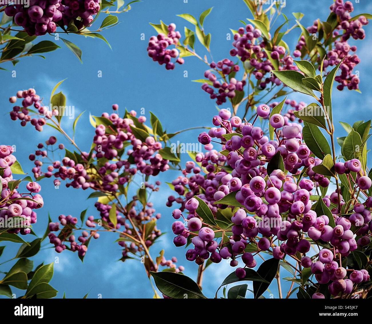 Cliché artistique de baies comestibles de lilly pilly bordeaux de Syzygium smithii, un arbuste australien indigène à feuilles persistantes de la famille des Myrtaceae contre un ciel bleu avec des nuages. Nourriture traditionnelle du Bush. Baie médicinale. - Image de stock capturée avec un smartphone