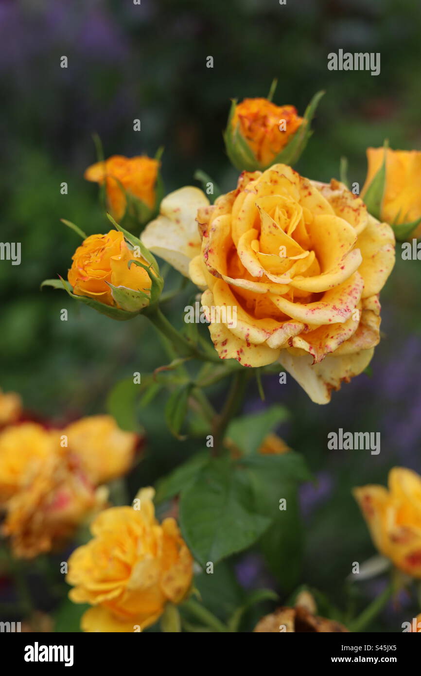 Rose jaune, naturel et beau Banque D'Images