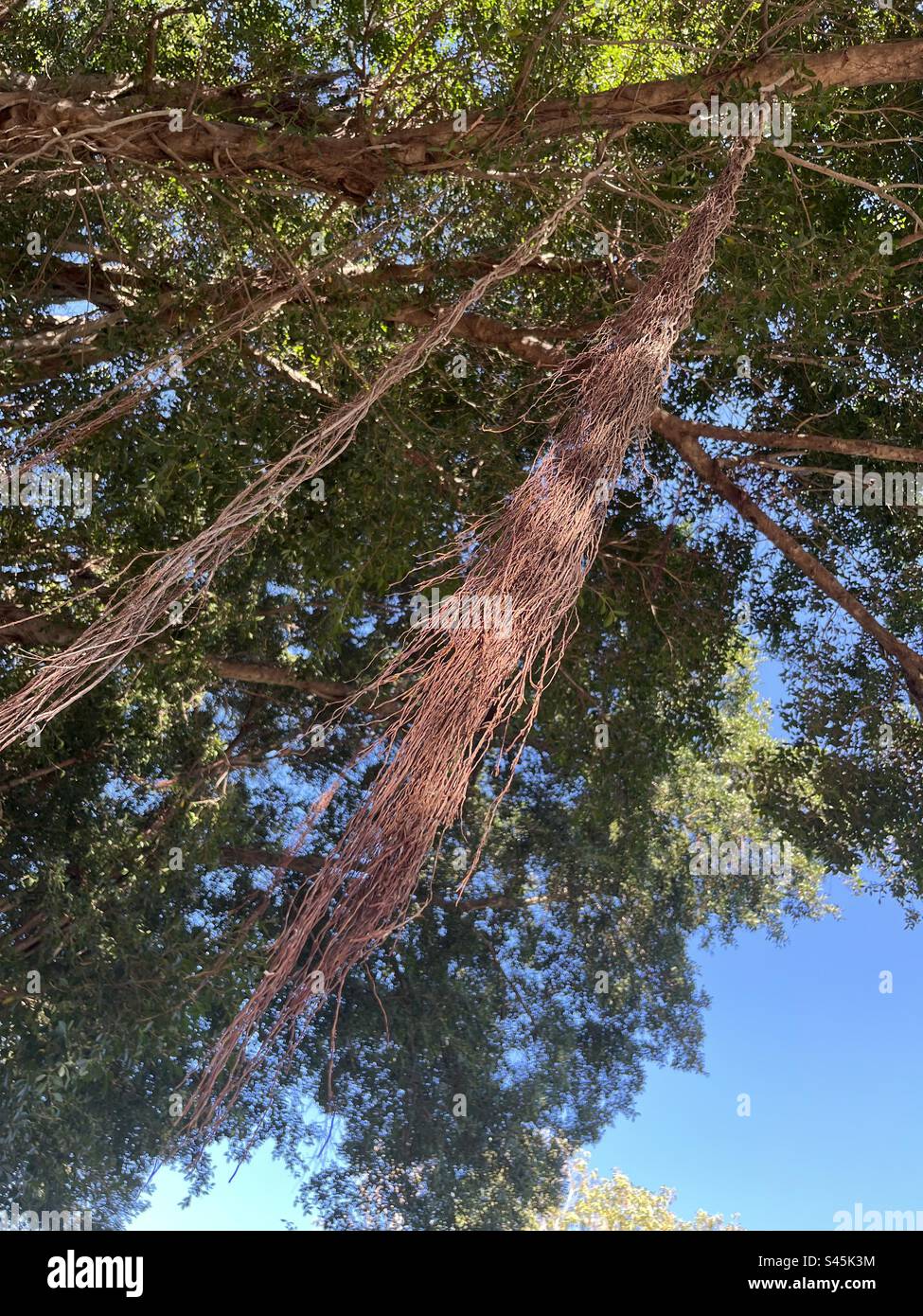 Racines aériennes du figuier Banyan à Darwin en Australie Banque D'Images