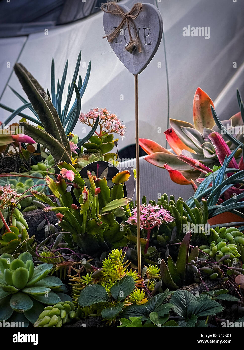 Une variété de plantes succulentes et en pot exposées sur le trottoir de la rue commerçante dans la banlieue locale, Australie à vendre. Vente au détail. Petite entreprise. - Image de stock capturée avec un smartphone