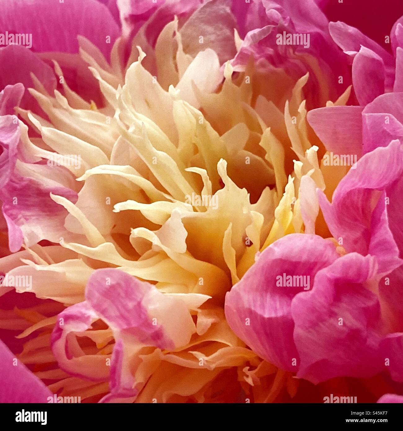 Bol de beauté pivoine Centre de fleurs - Image de stock capturée avec un smartphone