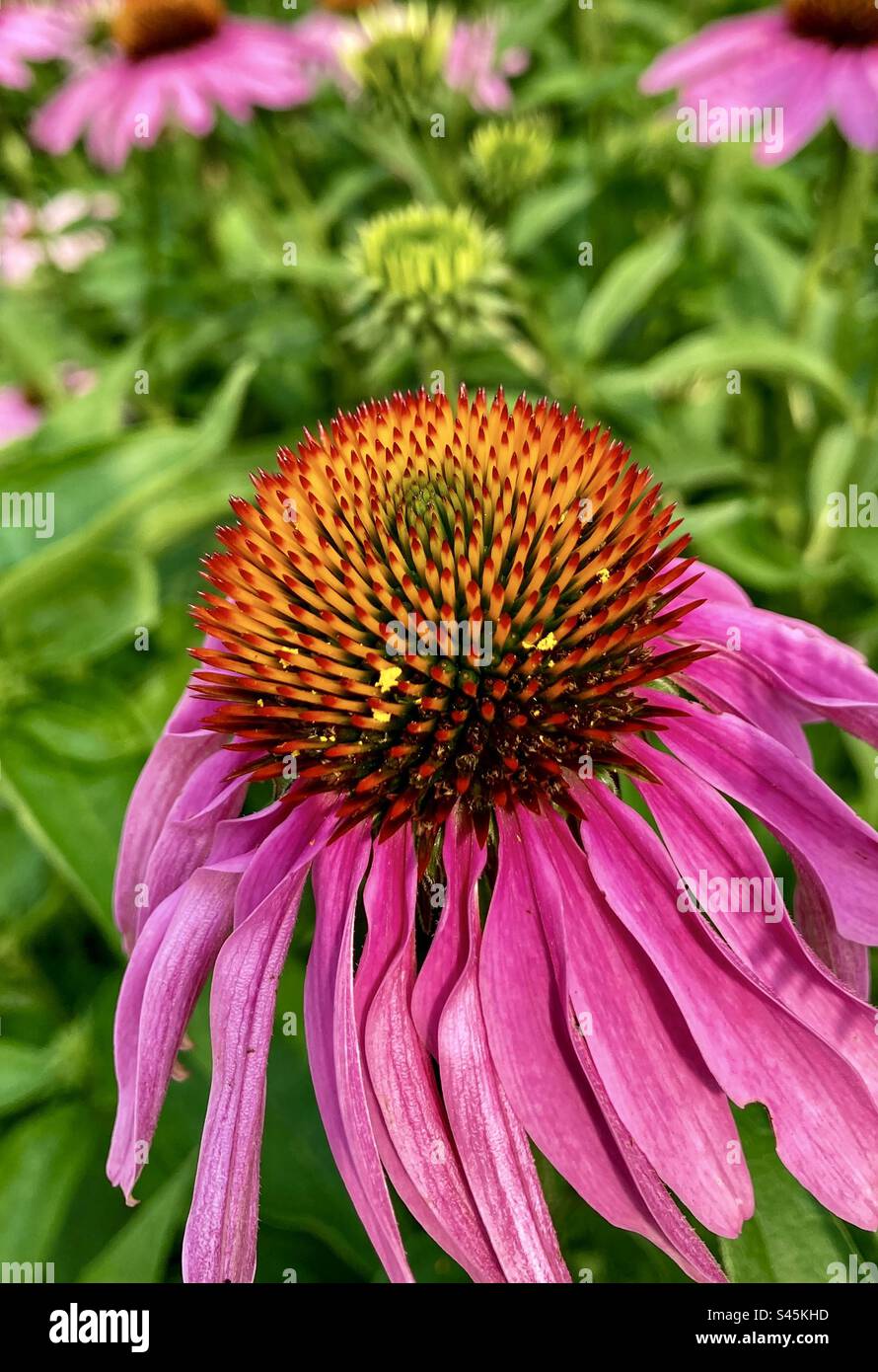 Gros plan d'un conefleur violet. Banque D'Images