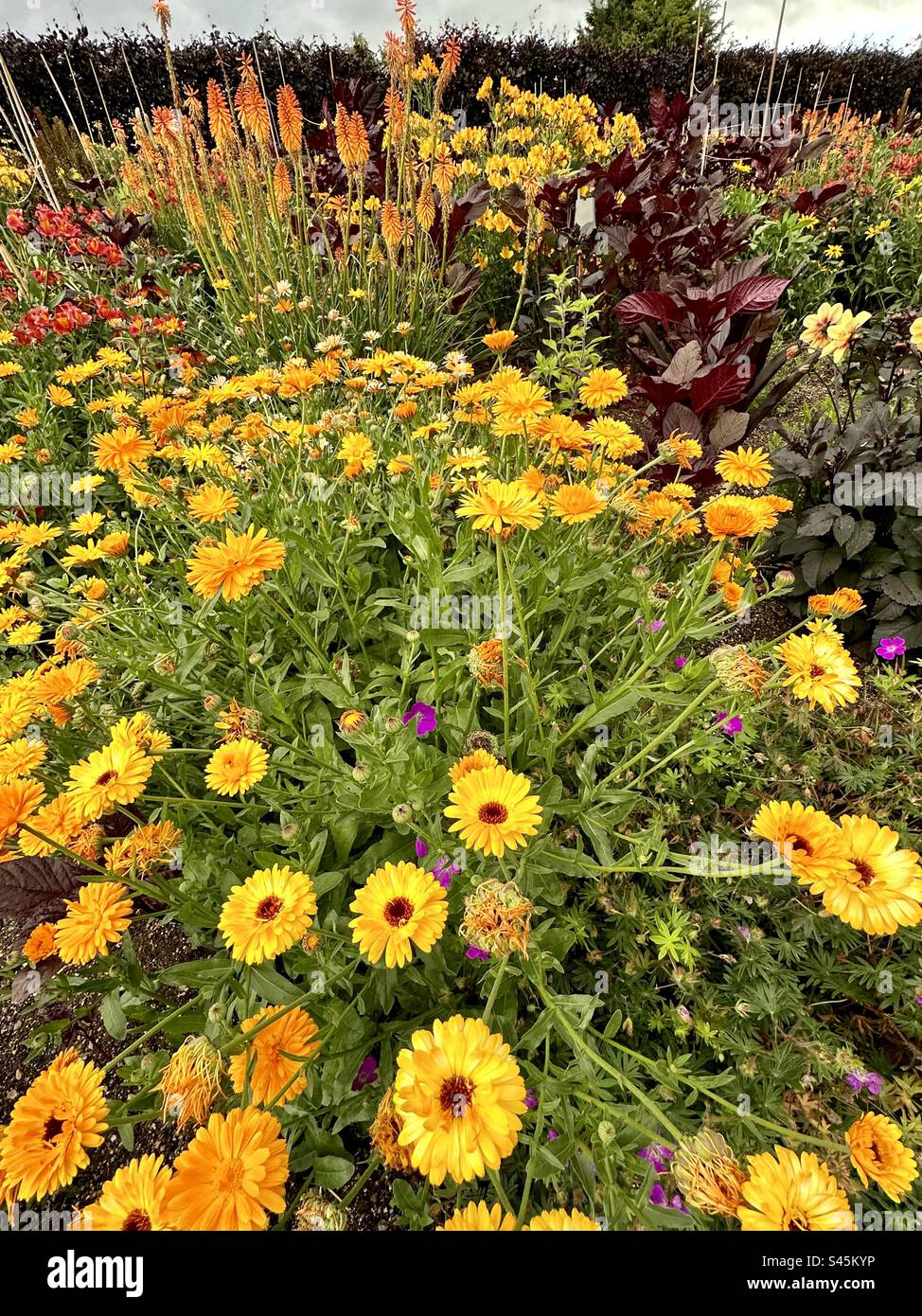 Pot Marigold fleurs dans une scène de jardin. - Image de stock capturée avec un smartphone