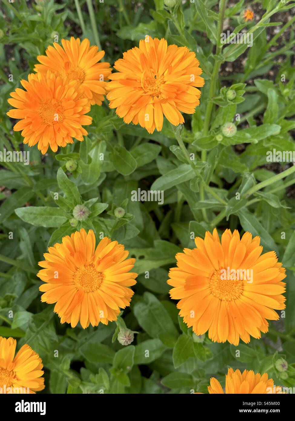Pot Marigold fleurs - Image de stock capturée avec un smartphone