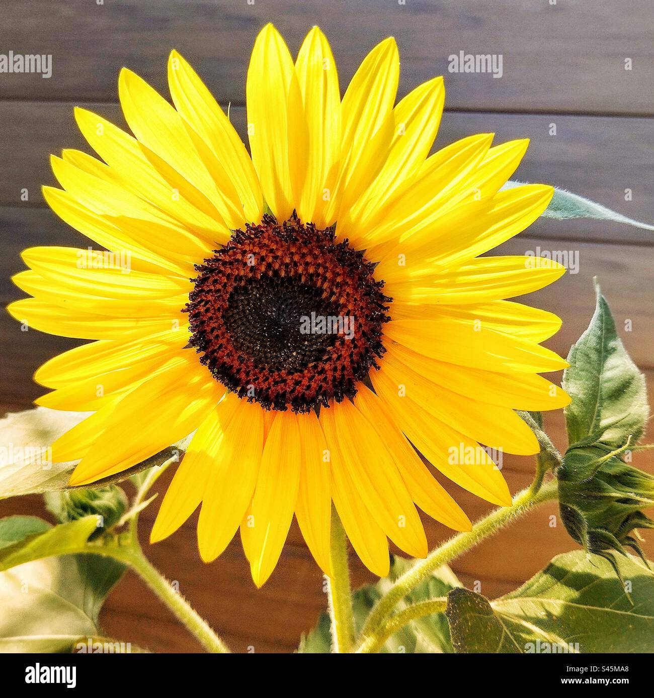 Tournesol biologique Banque D'Images