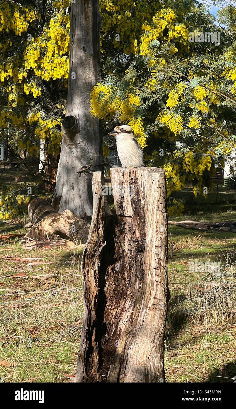 Kookaburra sur une souche d'arbre - Image de stock capturée avec un smartphone