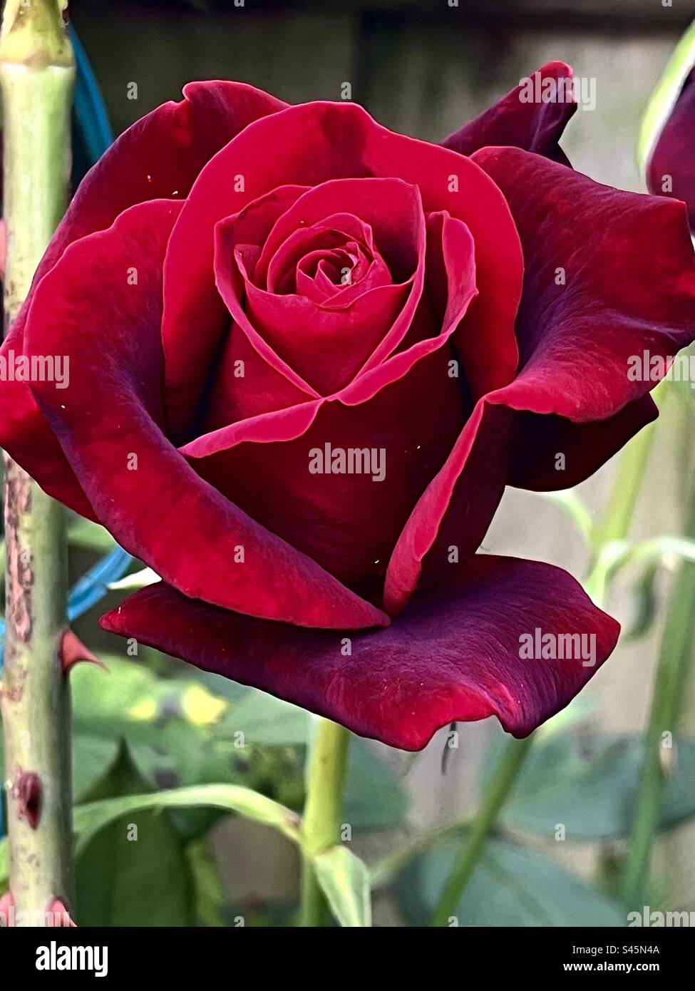 La plus belle fleur de rose rouge. Été 2023. Si seulement nous avions une vision olfactive ! Le parfum est époustouflant. - Image de stock capturée avec un smartphone