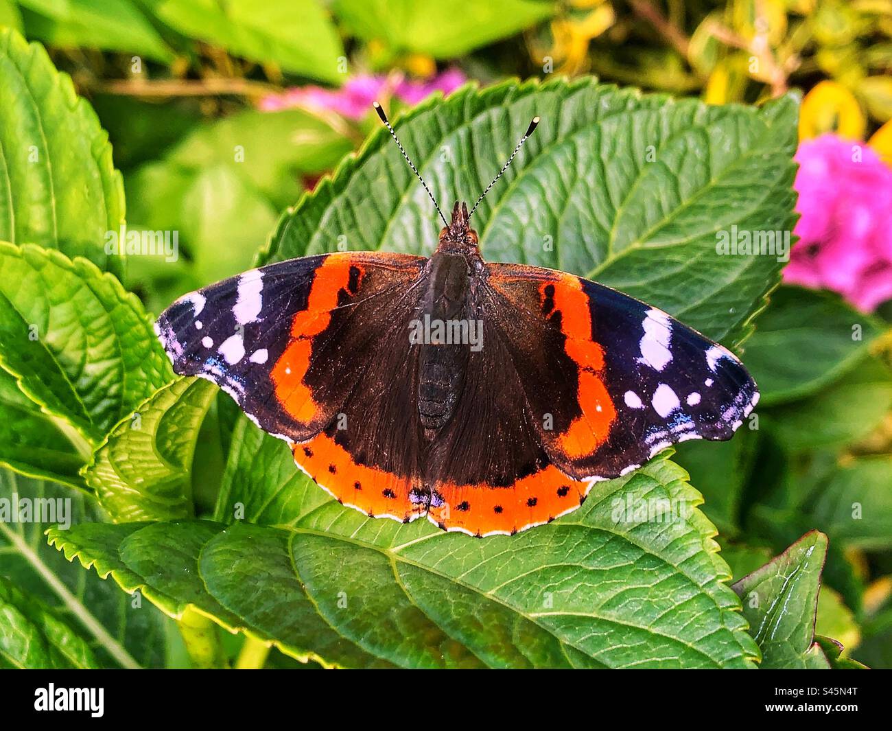 Papillon rouge amiral reposant au coucher du soleil dans un jardin Hampshire Royaume-Uni Banque D'Images