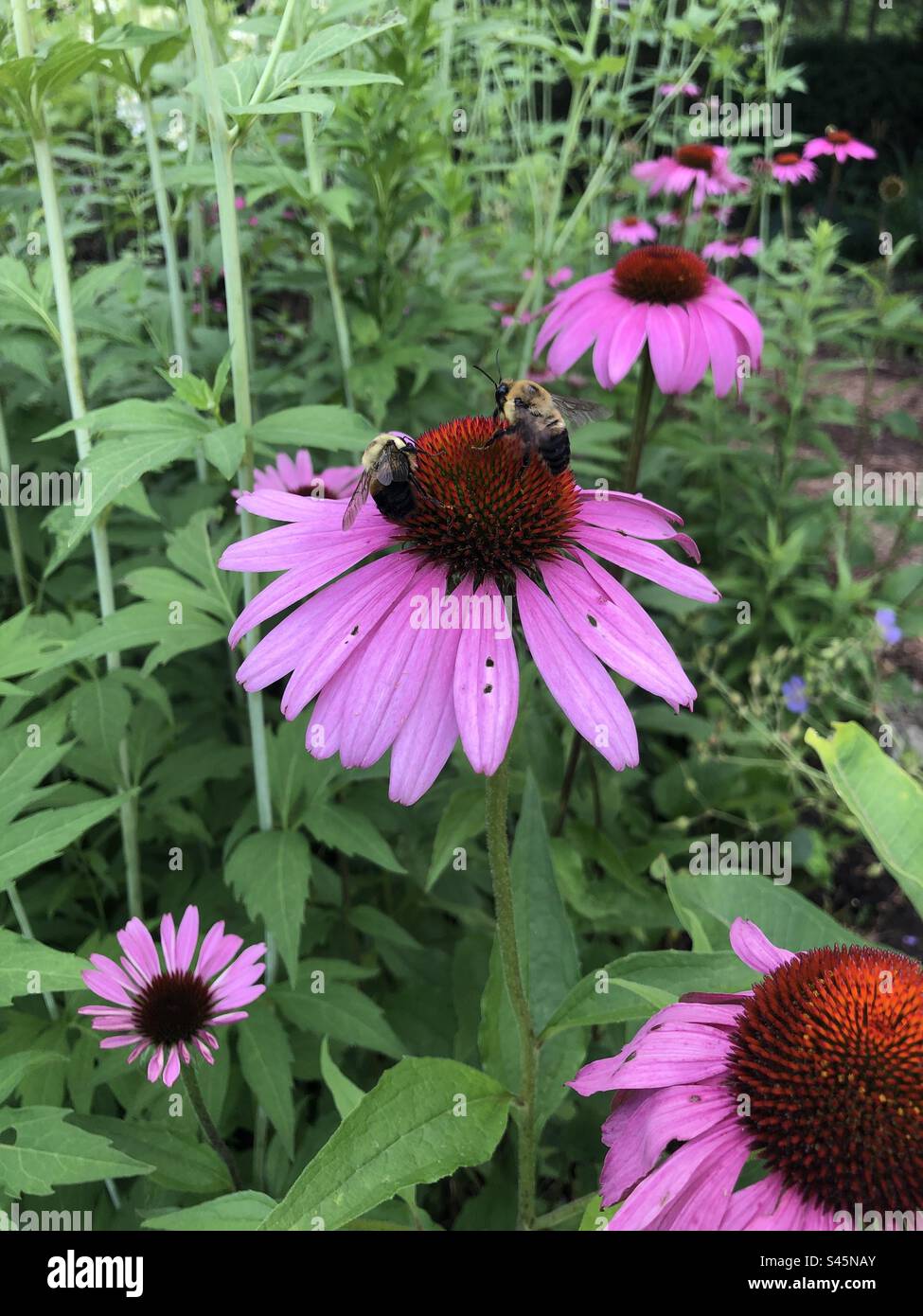 Deux abeilles pollinisant dans un jardin. Banque D'Images