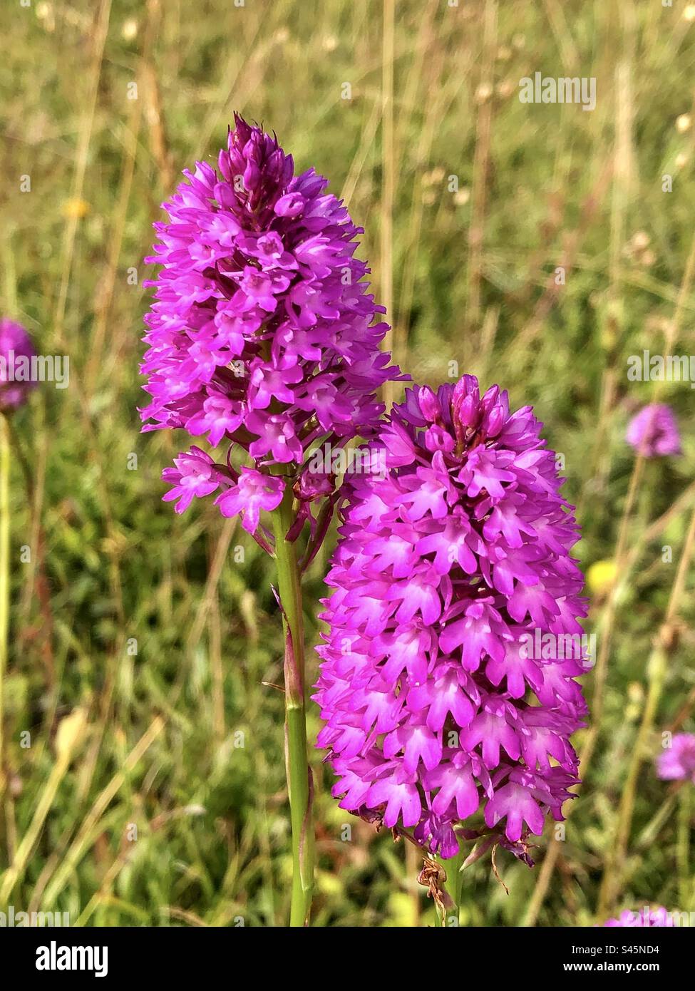 Fleurs pyramidales d'orchidées (Melanargia galathea) sur la réserve naturelle de St Catherine's Hill, Winchester, Hampshire, Royaume-Uni. - Image de stock capturée avec un smartphone
