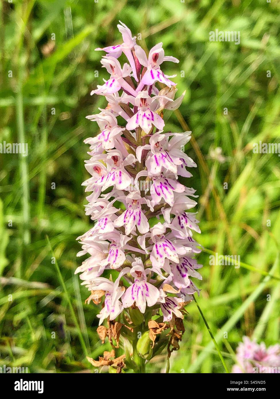Orchidée commune des marais (Dactylorhiiza grandis) poussant dans la réserve naturelle de St Catherine's Hill, Winchester, Hampshire, Royaume-Uni. - Image de stock capturée avec un smartphone