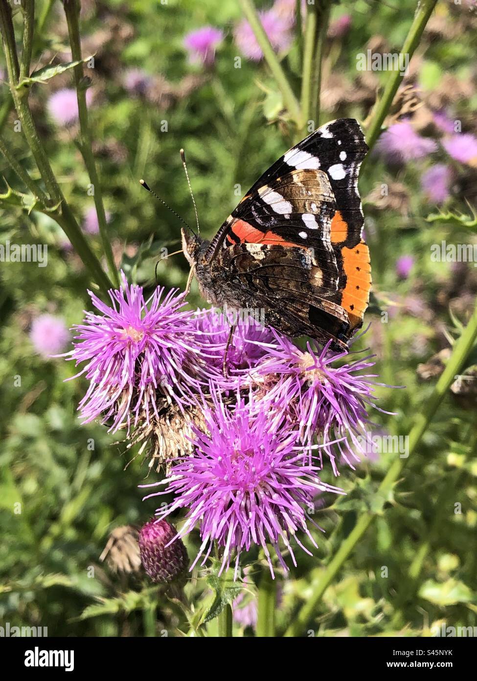 Papillon amiral rouge (Vanessa atalanta) se nourrissant de fleurs de chardon dans le Hampshire Royaume-Uni Banque D'Images