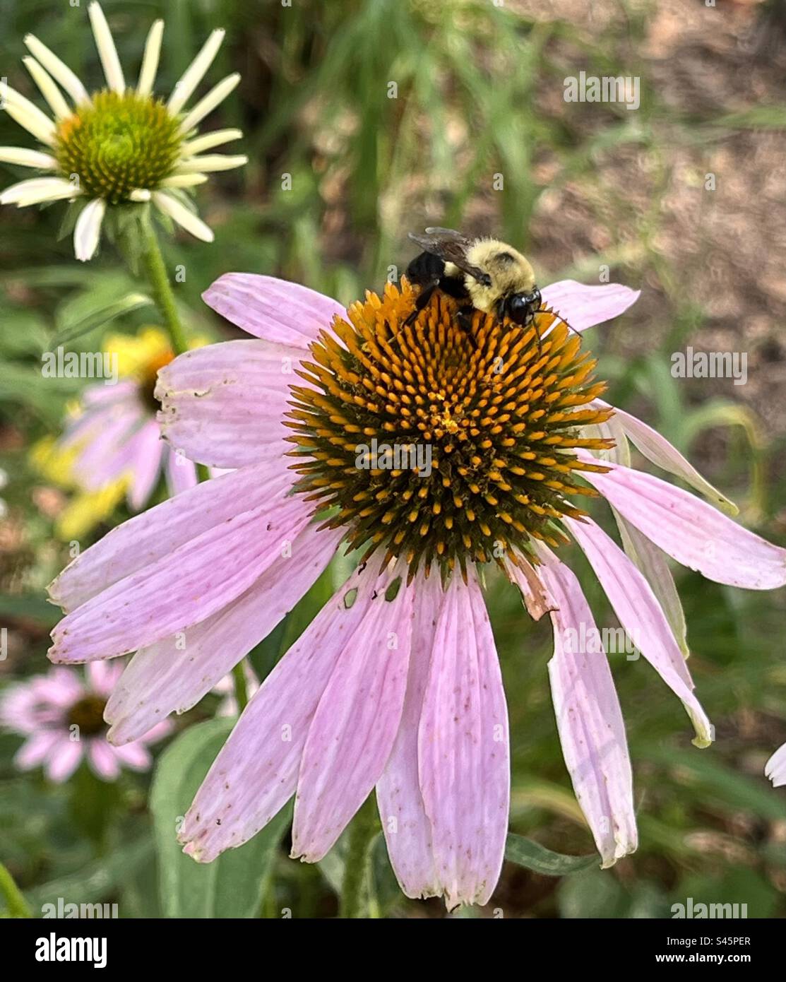 Bumblebee sur une fleur Banque D'Images
