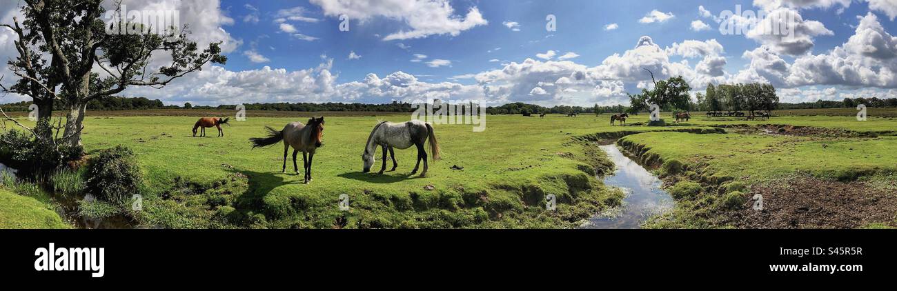 Poneys pâturant à côté de Beaulieu River, Longwater Lawn, New Forest, Hampshire Banque D'Images