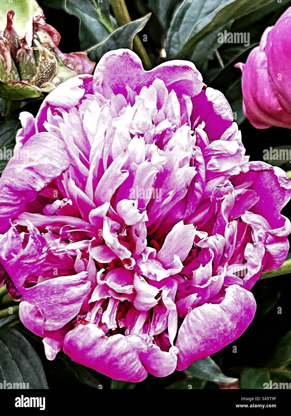 Fleur Rose Banque D'Images