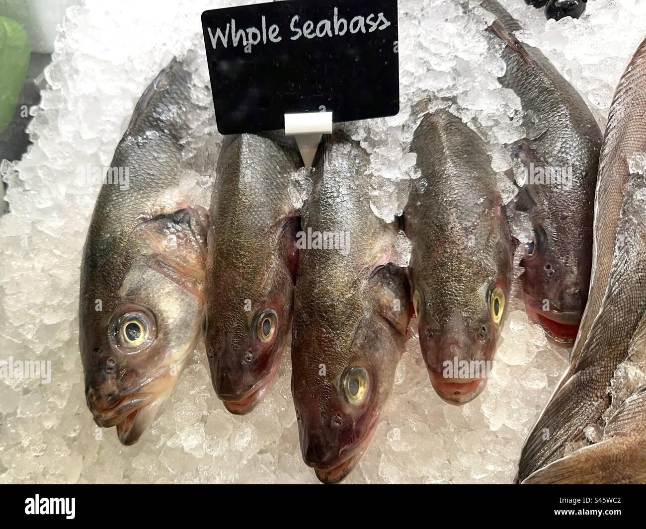 Poisson-bar frais sur glace Banque D'Images