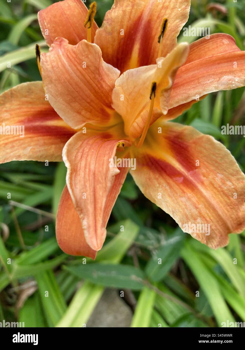 Fleur de Lilium en gros plan dans le jardin. Banque D'Images