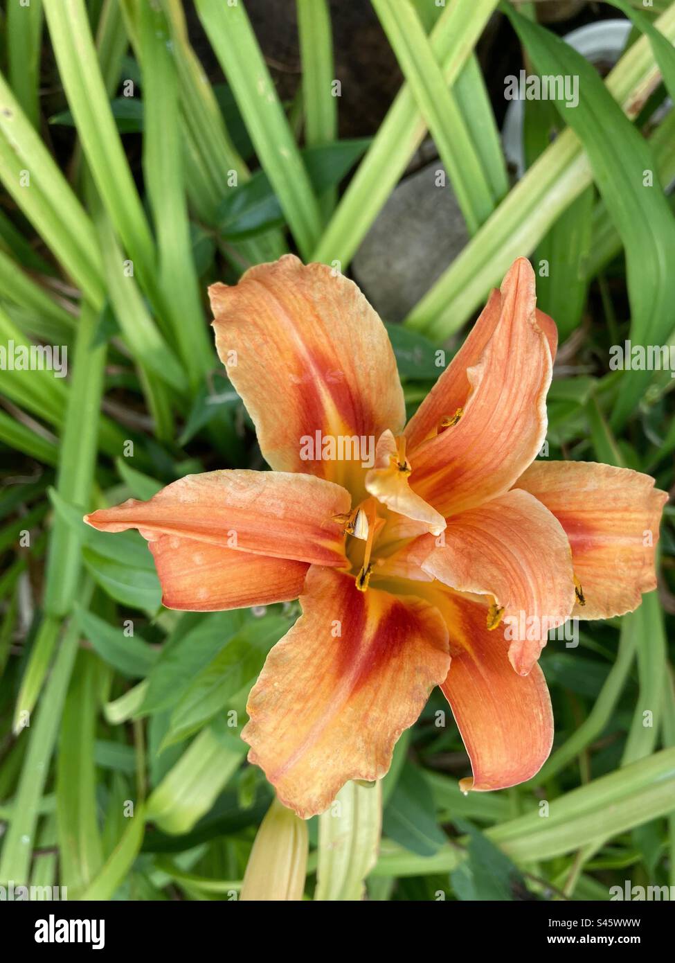 Fleur de Lilium de couleur orange dans le jardin isolé, avec végétation verte autour Banque D'Images