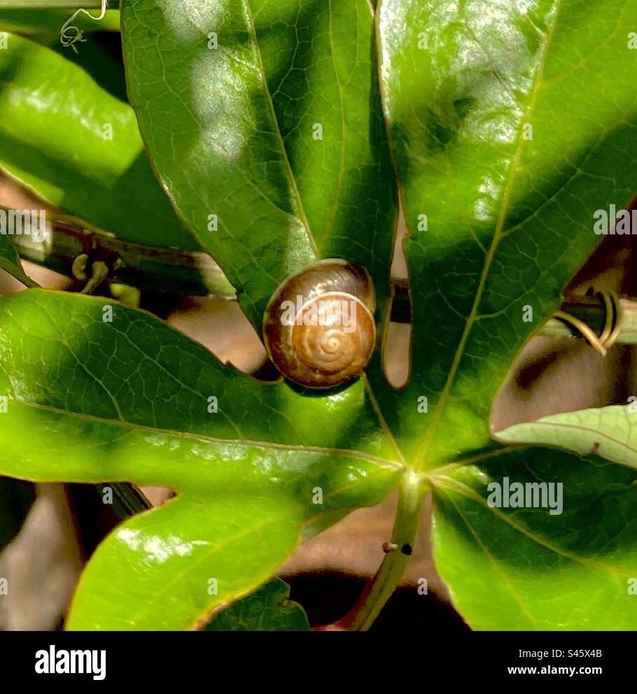 Petite coquille d'escargot brun sur une feuille vert vif Banque D'Images