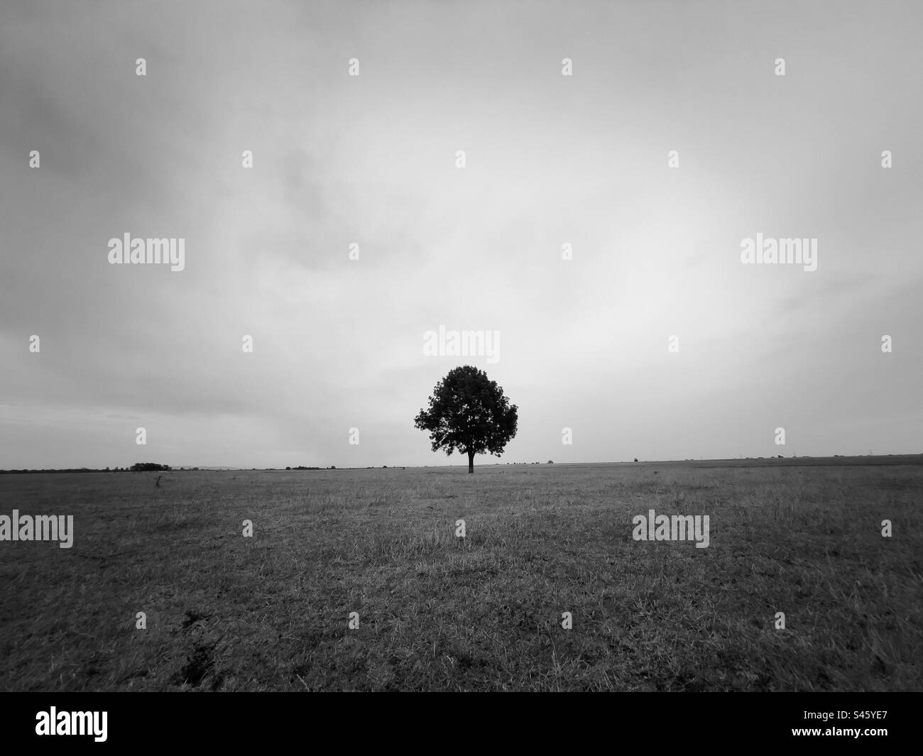 Arbre solitaire au milieu d'un champ par une journée nuageuse Banque D'Images