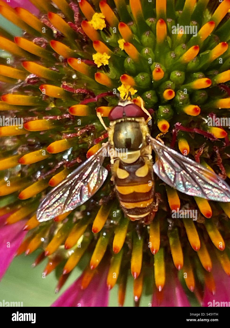 Un regard merveilleux sur le monde des insectes importants Banque D'Images