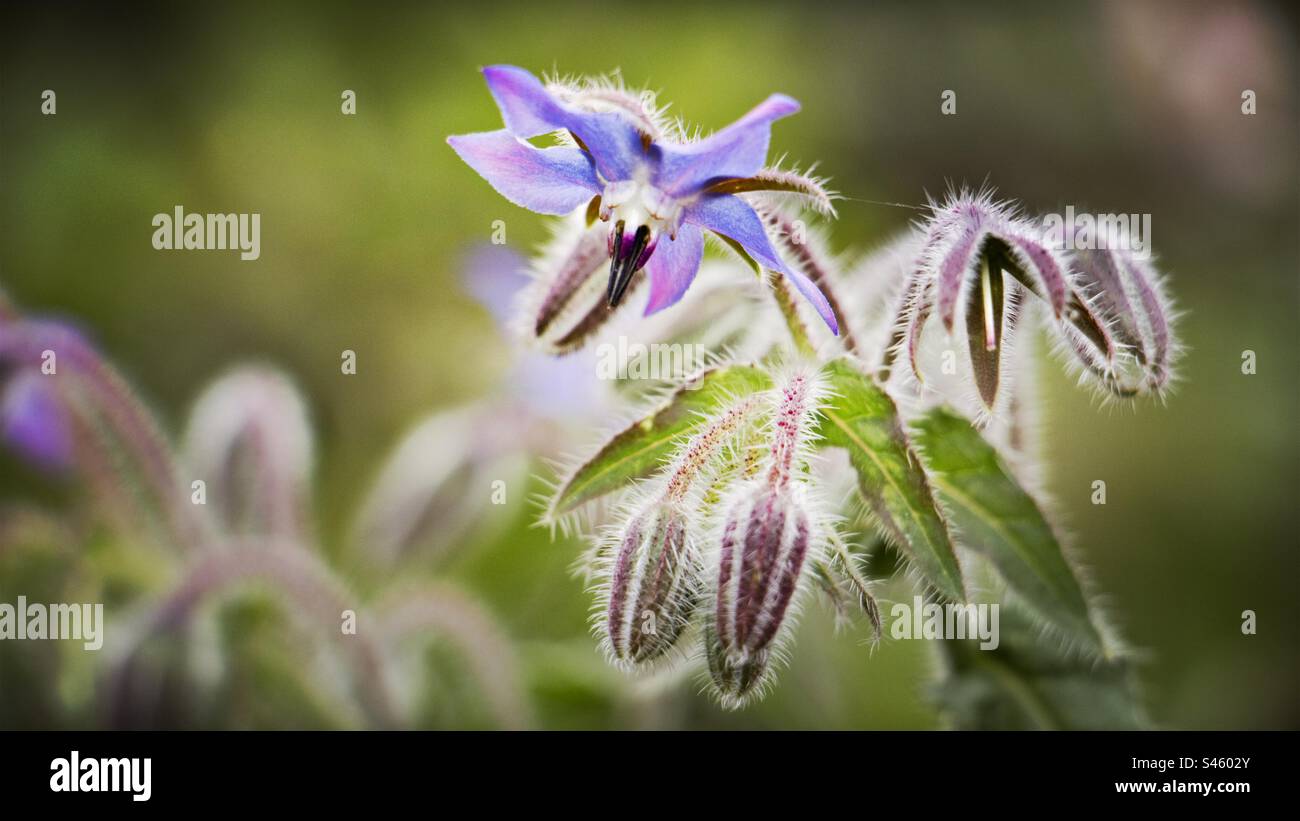 Plante de bourrache en fleur en été, Royaume-Uni - Image de stock capturée avec un smartphone