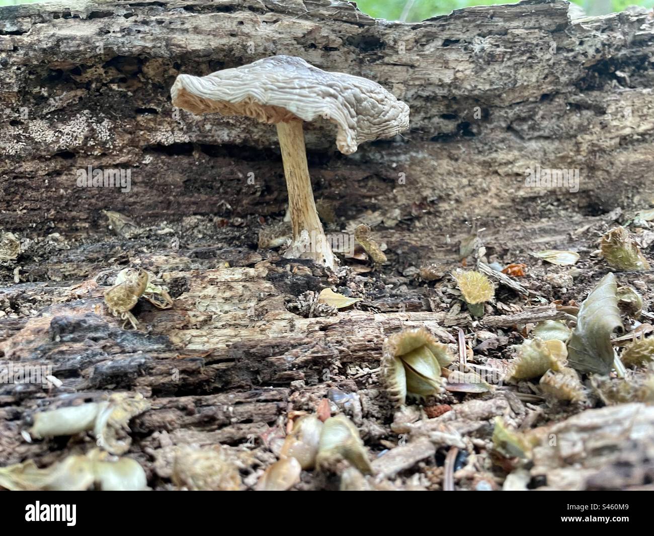 Champignon poussant sur un tronc d'arbre tombé en décomposition. Banque D'Images