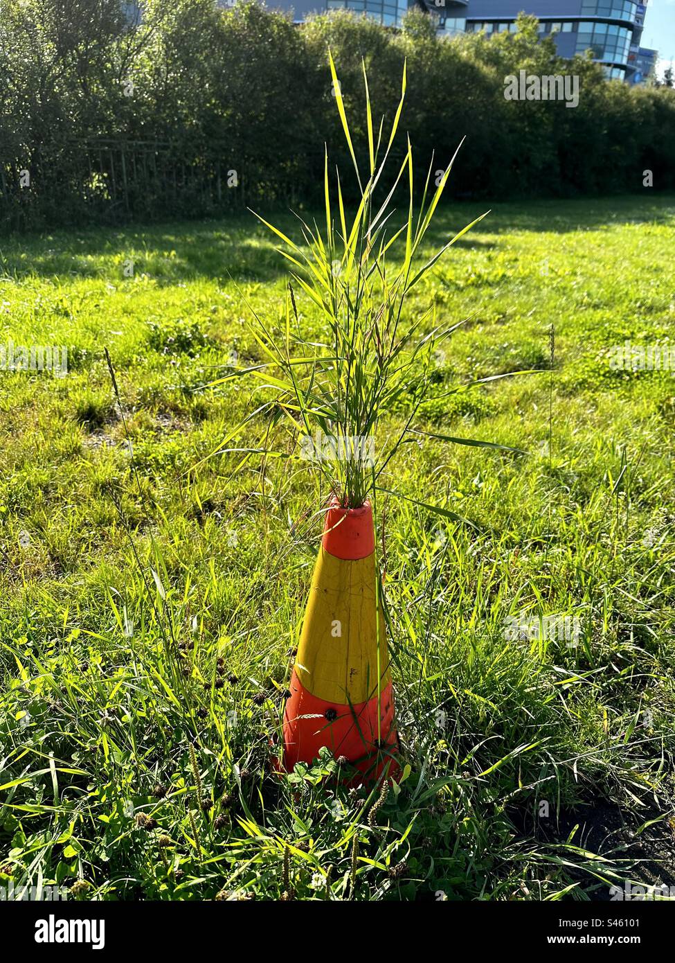 Herbe poussant à travers le cône de circulation abandonné - Image de stock capturée avec un smartphone
