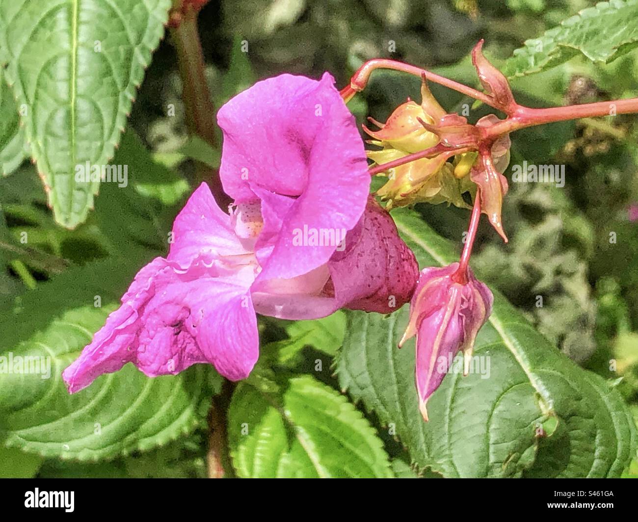 Fleur de baume de l'Himalaya (Impatiens glandulifera) poussant sur les rives de la rivière Monks Brook inn Eastleigh, Hampshire, Royaume-Uni - Image de stock capturée avec un smartphone
