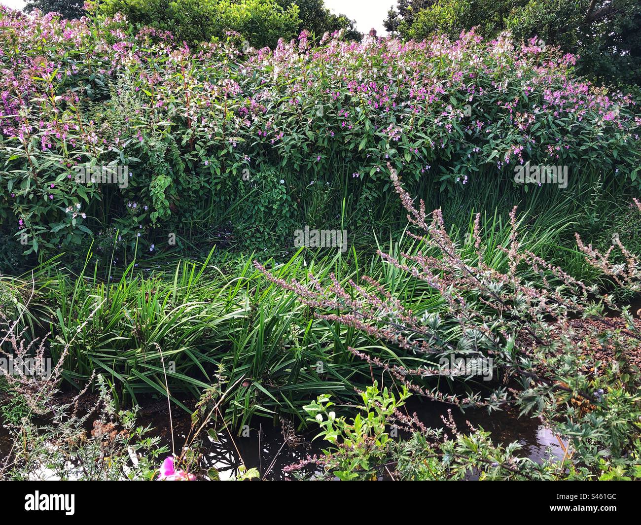 Fleur de baume de l'Himalaya (Impatiens glandulifera) poussant sur les rives de la rivière Monks Brook à Eastleigh, Hampshire, Royaume-Uni - Image de stock capturée avec un smartphone