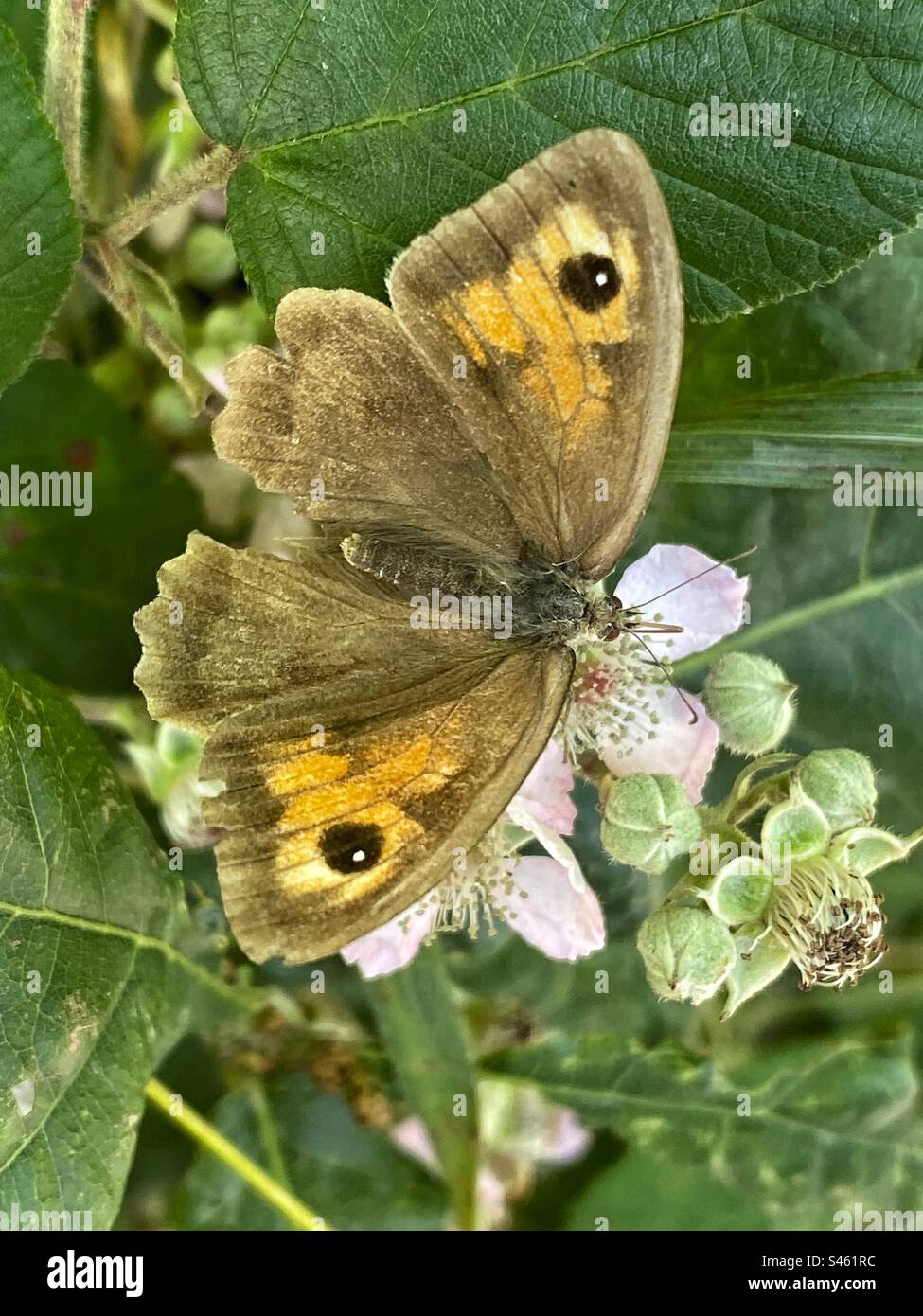 Papillon brun de prairie (Maniola jurtina) sur un buisson de mûres, High Bickington, North Devon, Angleterre, Royaume-Uni. Banque D'Images