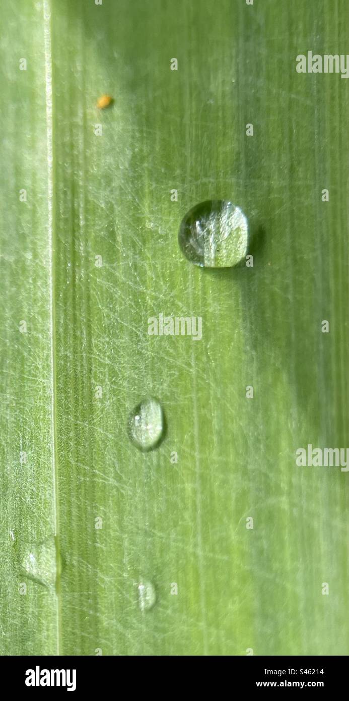 Gouttes de pluie sur une feuille de la boucle Banque D'Images