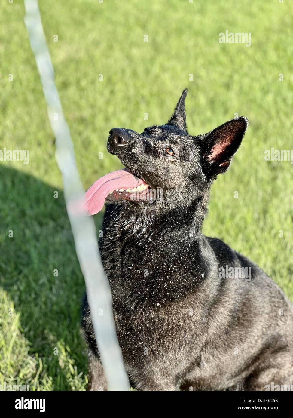 Shepard mouillé allemand - Image de stock capturée avec un smartphone