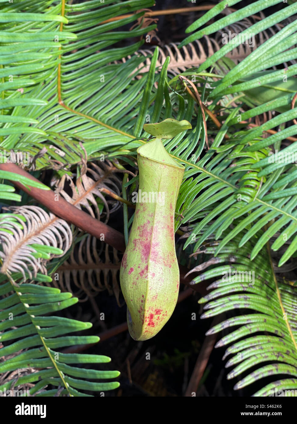 Gros plan d'une plante carnivore appelée Nepenthes. Il est également appelé plante de pichet tropical ou coupe de singe. Banque D'Images