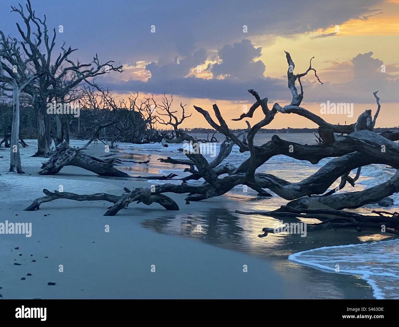 Driftwood Beach Jekyll Island Sunset Banque D'Images