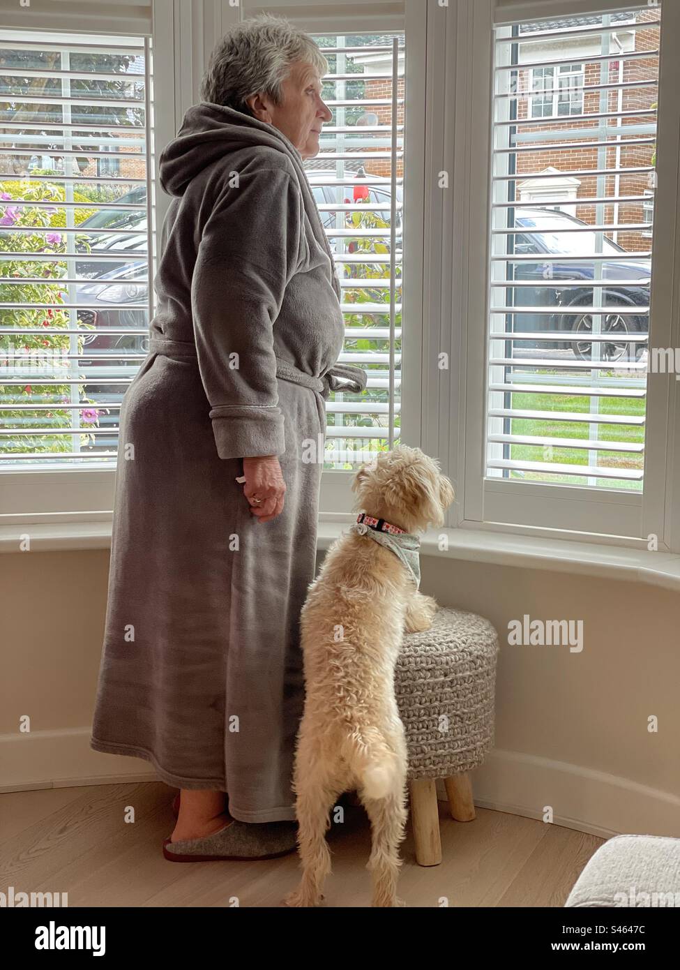 Nosey Parker’s, une dame et son chien à la maison, regardant par la fenêtre - Image de stock capturée avec un smartphone Nosey Parker’s, une dame et son chien à la maison, regardant par la fenêtre - Image de stock capturée avec un smartphone
