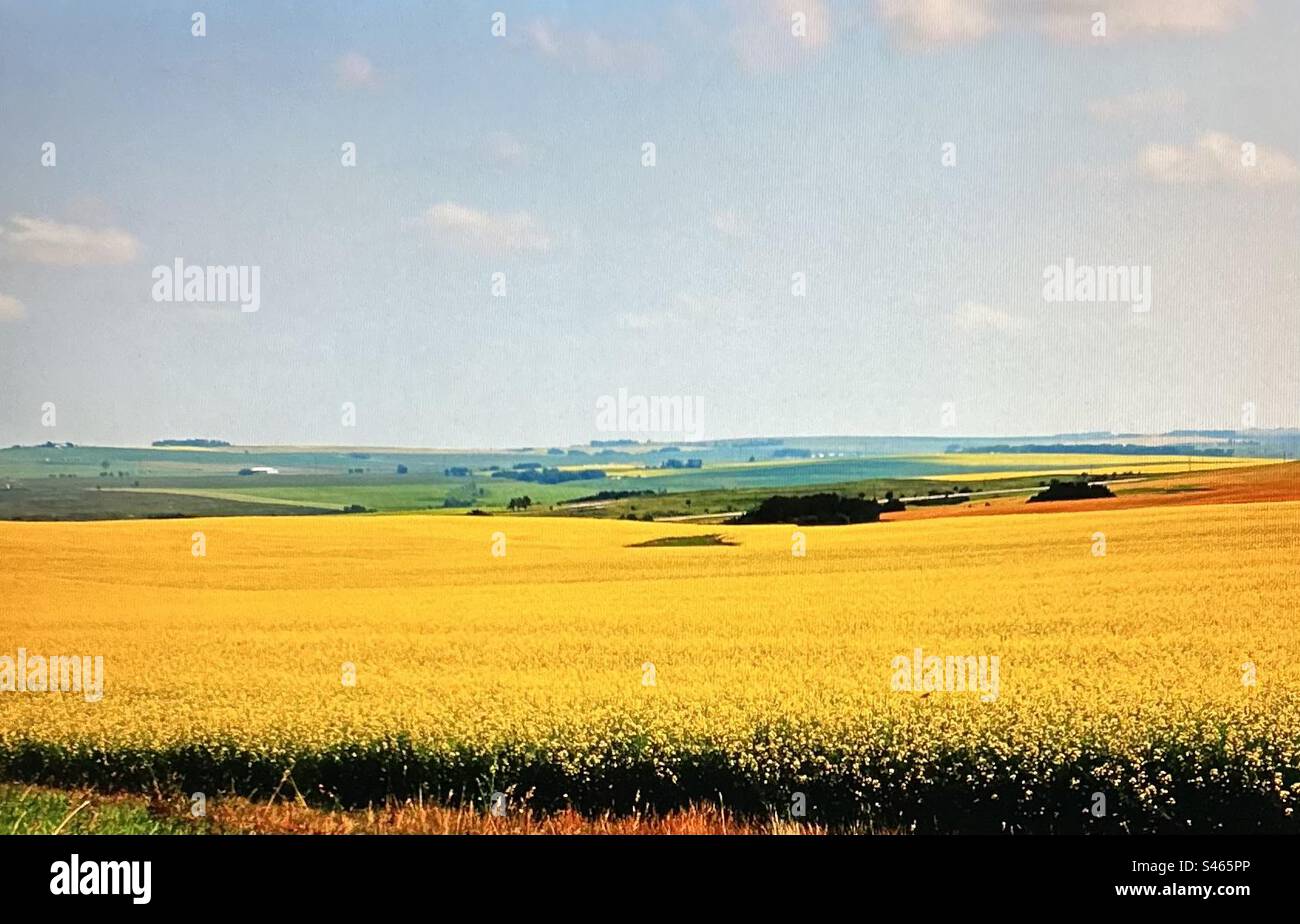 Champ de canola, en fleur, Alberta, Canada, agriculture, agriculture, culture, Banque D'Images