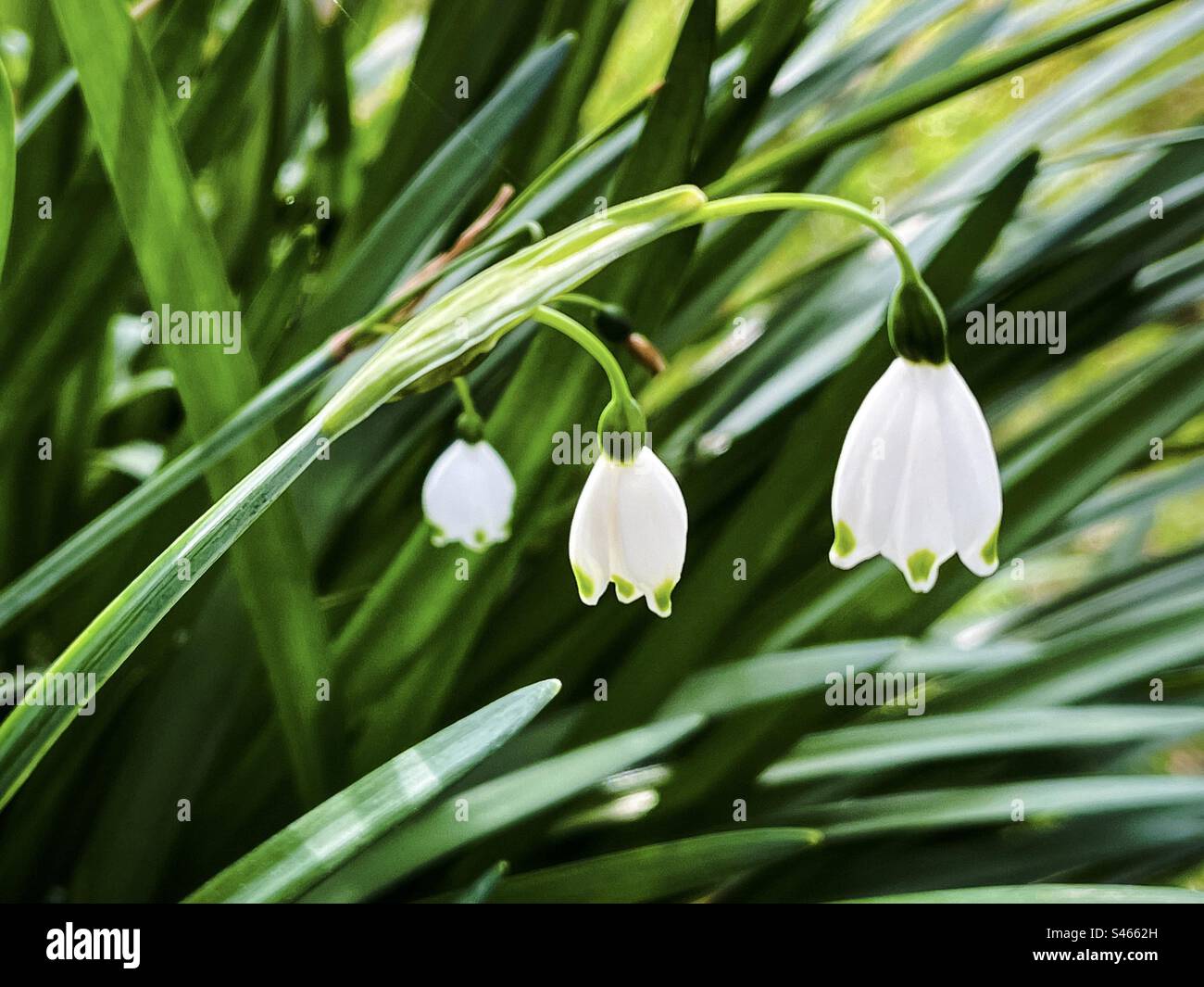 Gros plan de touffes de Leucojum aestivum ou flocon de neige d'été / lys de Loddon avec 3 fleurs blanches sur des tiges délicates. Banque D'Images