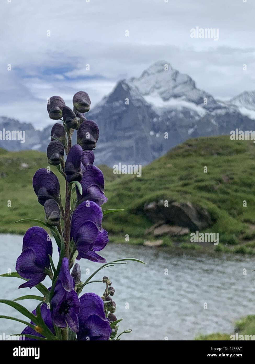 Fleurs violettes au bachsee du lac Banque D'Images