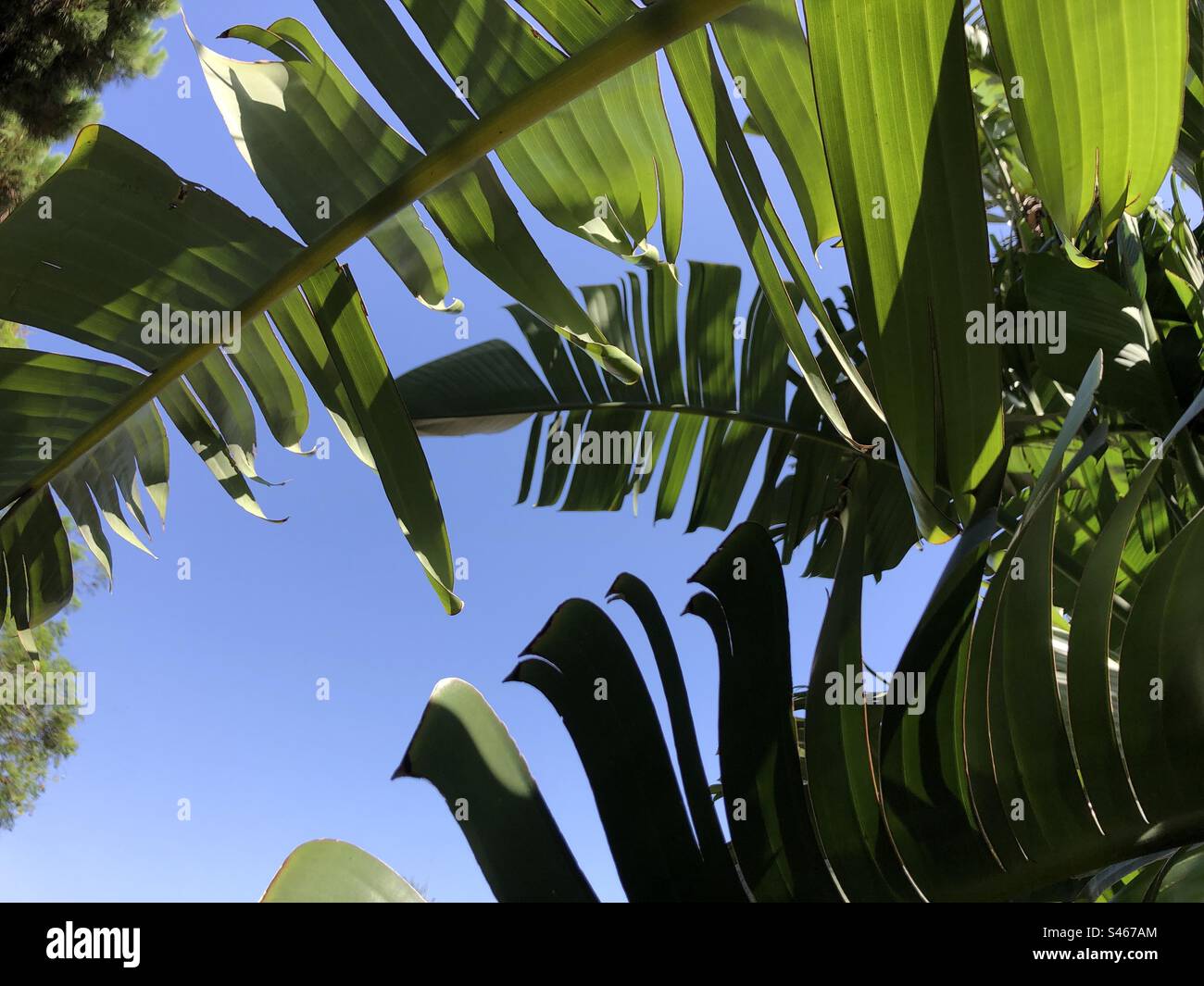Feuilles de bananier - Image de stock capturée avec un smartphone