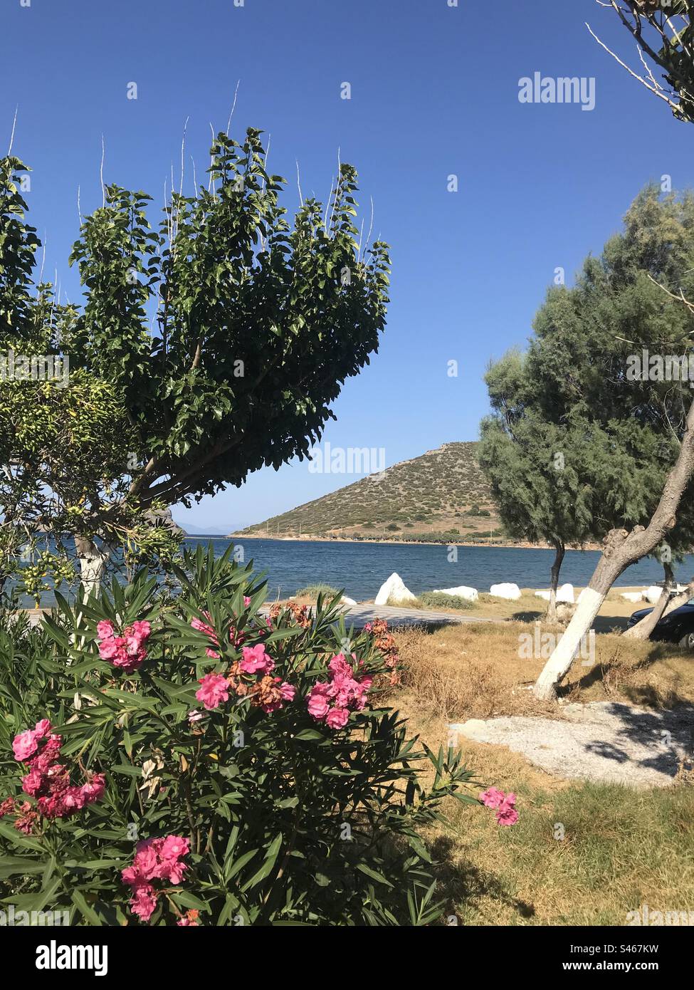 Fleurs roses à Porto Rafti, Attique, Grèce - Image de stock capturée avec un smartphone