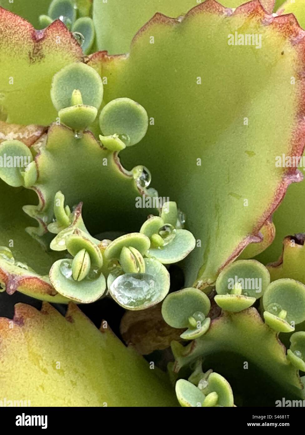 Gouttes de pluie sur mère de milliers de succulentes - Image de stock capturée avec un smartphone