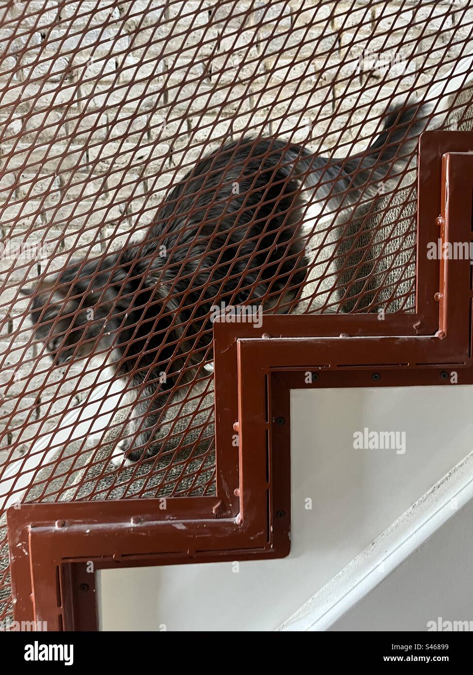 Chat sibérien gris et blanc marchant dans les escaliers derrière une balustrade orange en maille métallique. En se concentrant sur le détail de design intérieur architectural sur l'escalier Banque D'Images