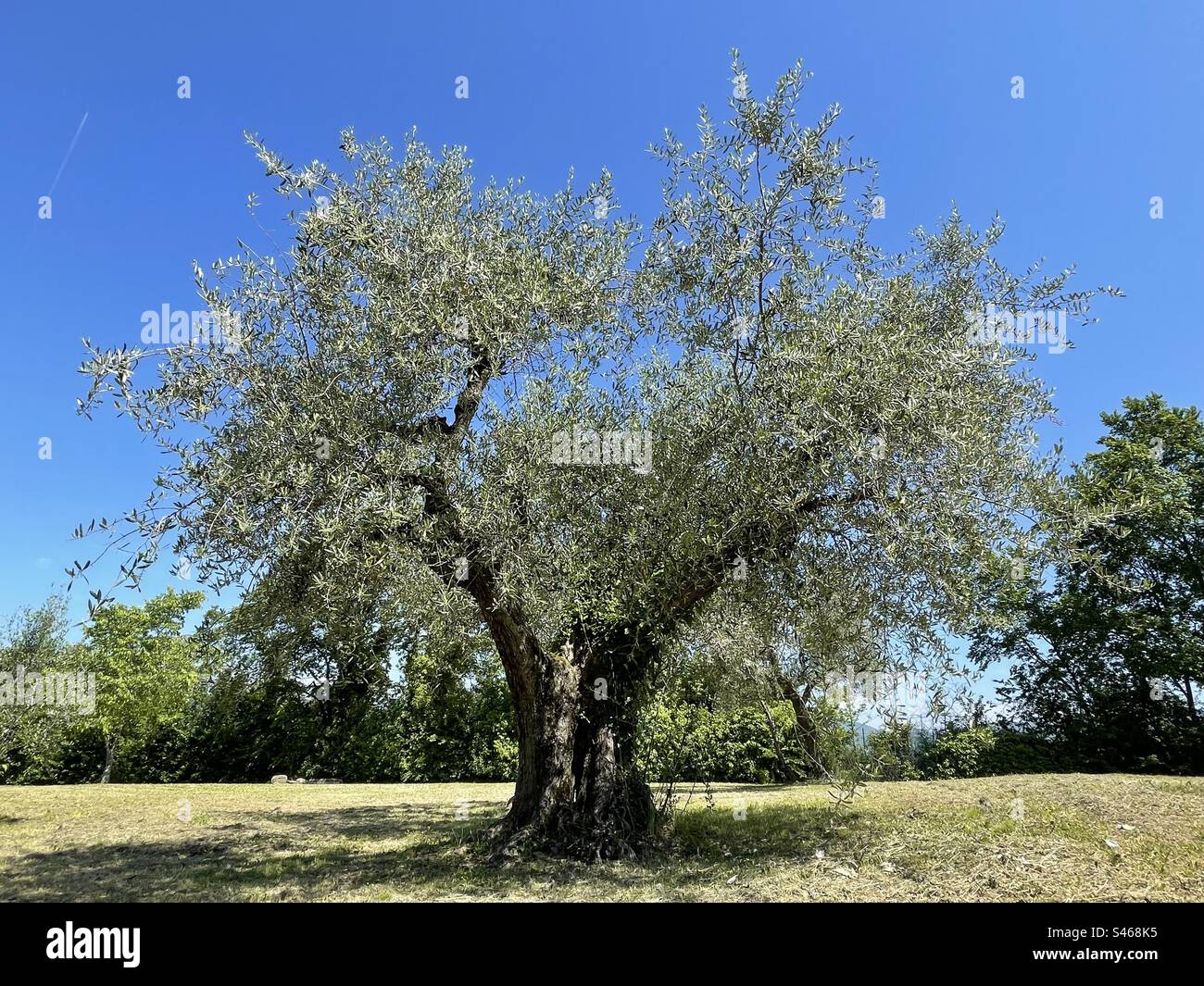 Une olive poussiéreuse en Toscane. Banque D'Images