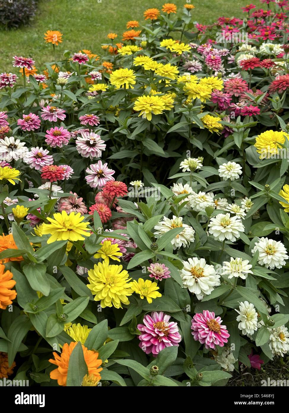 Fleurs de jardin multicolores - Image de stock capturée avec un smartphone