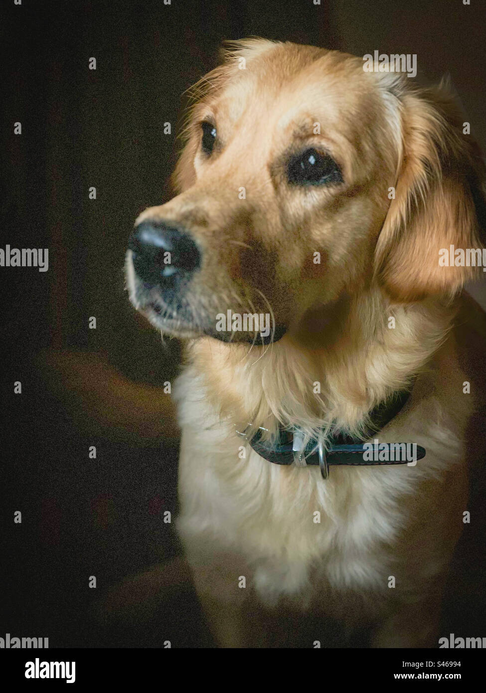 Une jeune femme Golden retriever regardant vers la fenêtre. - Image de stock capturée avec un smartphone Une jeune femme Golden retriever regardant vers la fenêtre. - Image de stock capturée avec un smartphone