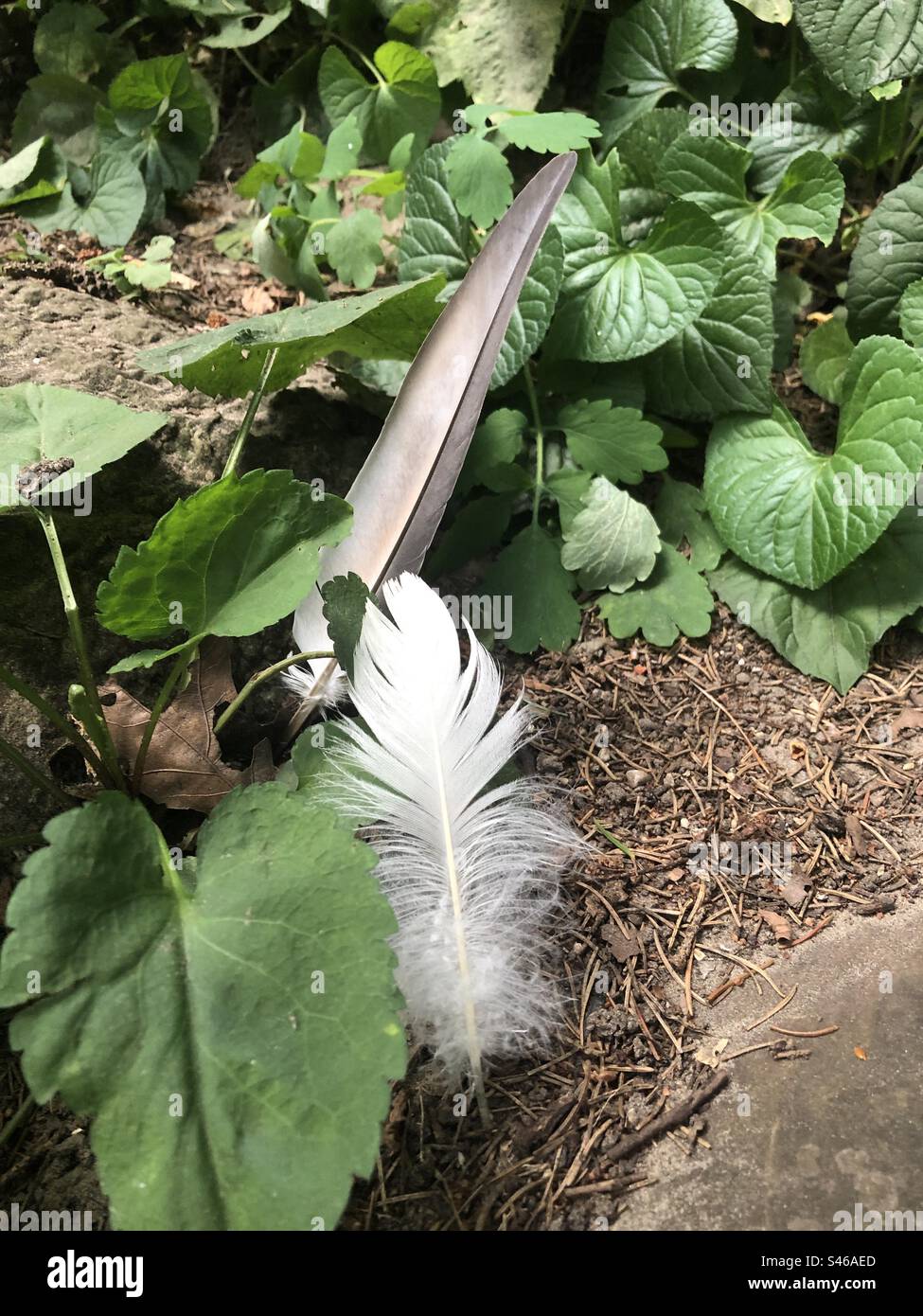 Deux plumes dans une parcelle de verdure. Banque D'Images