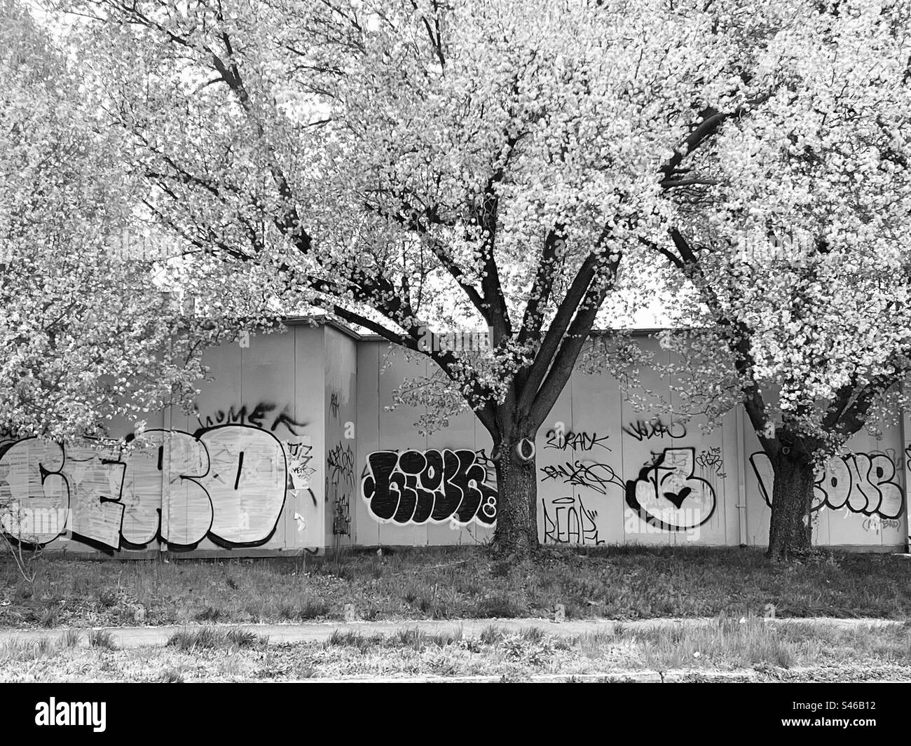Mur de Baltimore avec graffitis et arbres en fleurs Banque D'Images