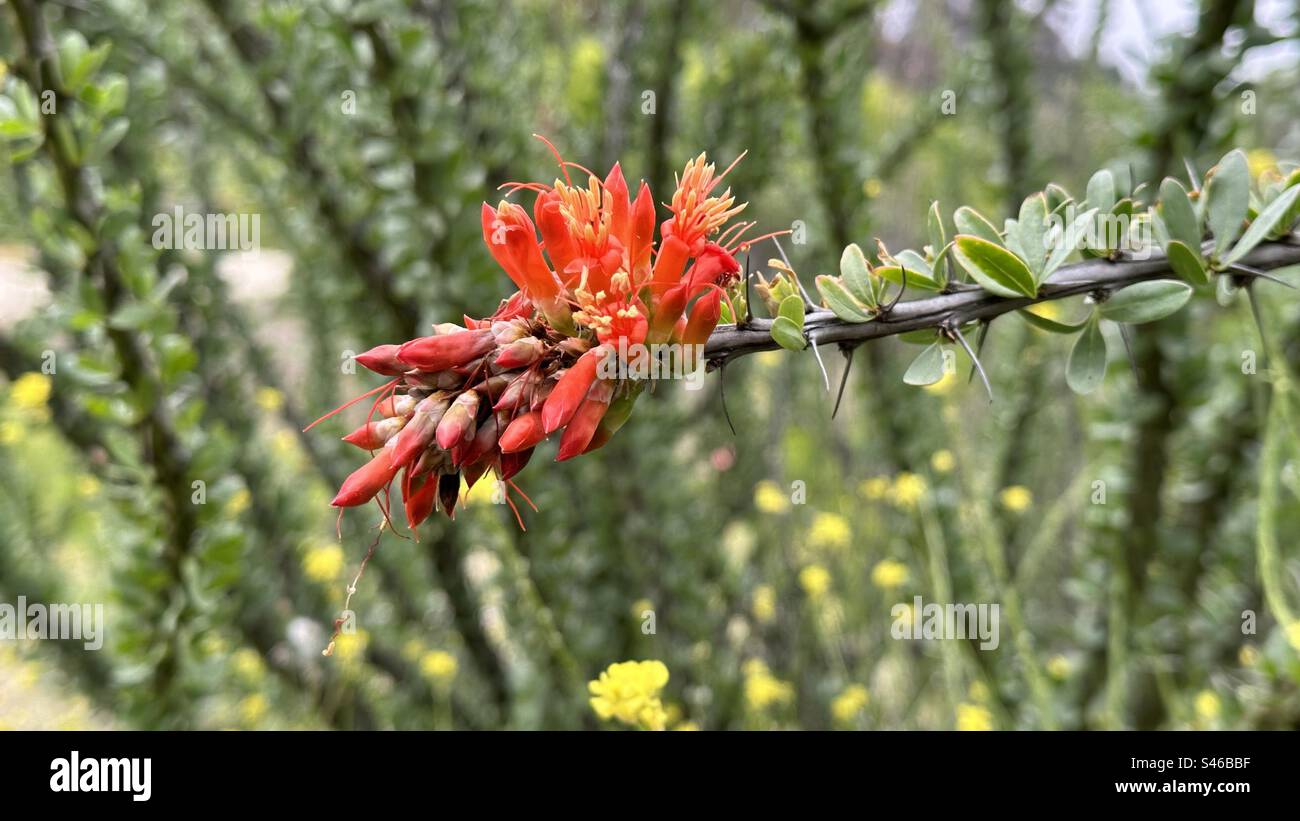 Originaire des régions désertiques du nord du Mexique et de l'ouest des États-Unis, les plantes d'Ocotillo peuvent ressembler à des bouquets de bâtons morts pendant une grande partie de l'année, mais germent des fleurs cramoisi brillantes au printemps. Banque D'Images