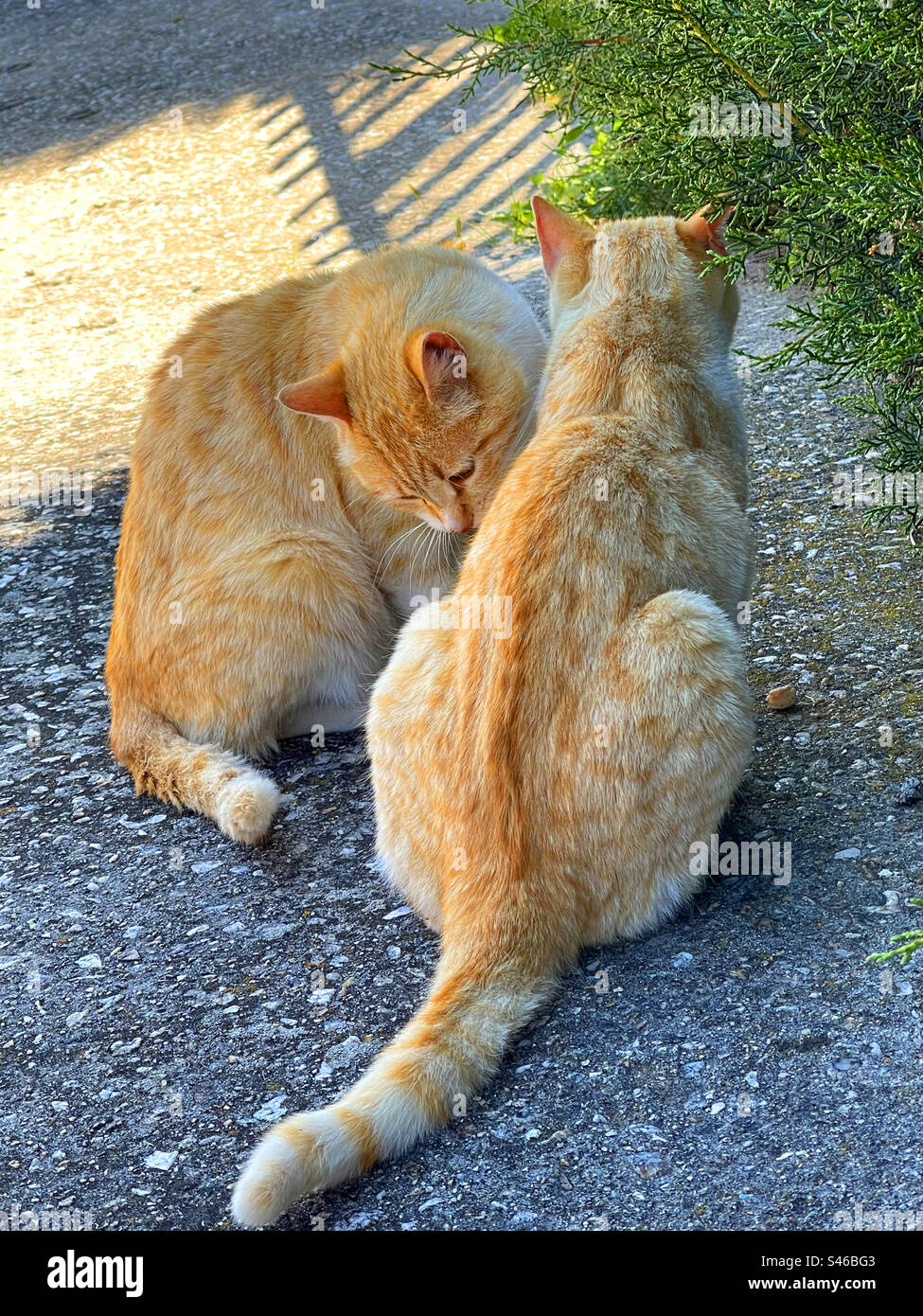 Deux chats en contact. Banque D'Images